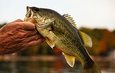 Bass image